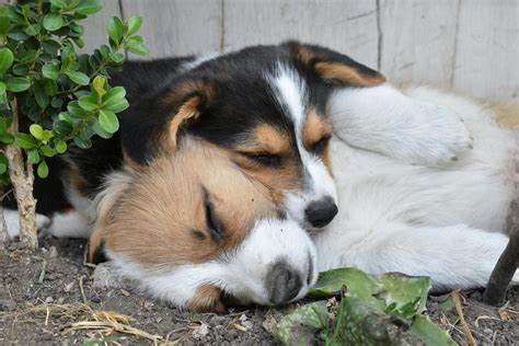 Cu Ntas Horas Duerme Un Perro Factores Que Afectan El Sue O Canino