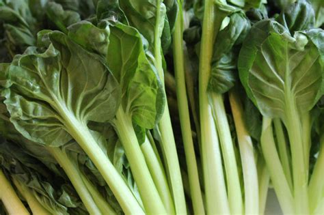 Tatsoi Grower And Supplier Of Fresh Oriental Vegetables Pak Choi And Choi Sum Uk Grower Rokewood Ltd