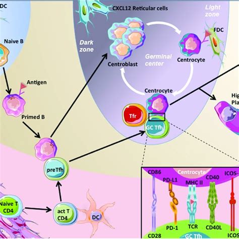 Germinal Center Gc Reaction Naive B Cells Patrol Within The B Cell