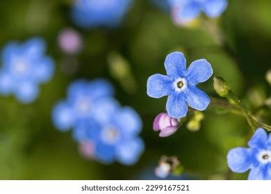 brunnera   royalty  licensable stock  shutterstock