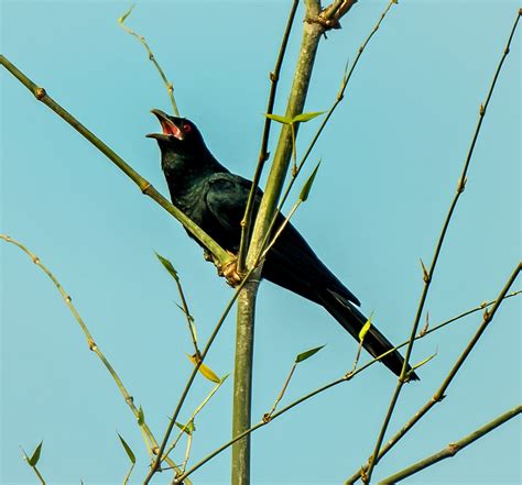 Black Drongo Dicrurus Macrocercus At Singinawa Jungle Lo Flickr