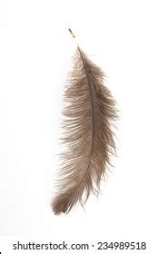 Ostrich Feathers Stock Photo 234989518 | Shutterstock