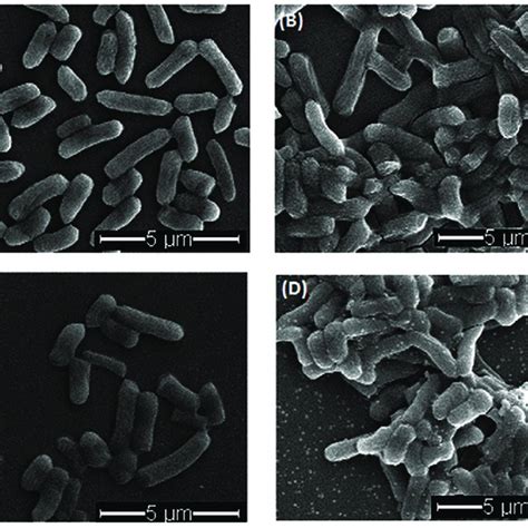 Sem Images Of E Coli Cells With Different Treatments A Untreated