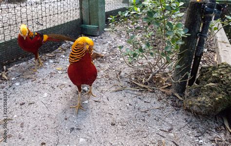 Male Golden pheasant also called the Chinese pheasant or chrysolophus ...