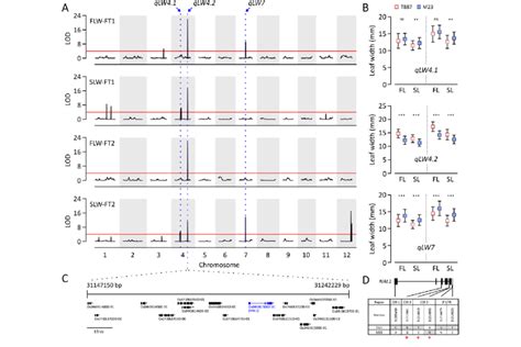 Qtl Mapping For Flw And Slw Using Rils A The Results Of Qtl Analysis