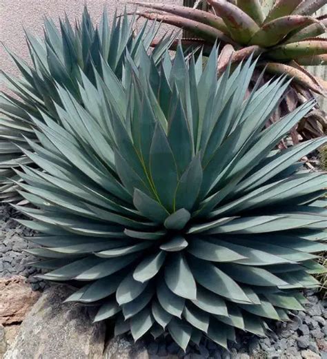 Agave ‘Blue Glow’ - Succulent Guide