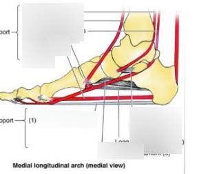 Diagram of medial longitudinal arch | Quizlet