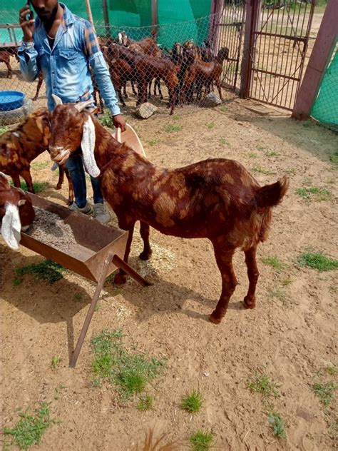 Sirohi Female Goat At Kg Sirohi Male In Nagaur Id