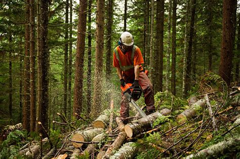 Logging Safety Stats And Facts Safetynow Ilt