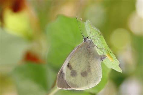 Pieris Mannii Mariposa Insecto Foto Gratis En Pixabay Pixabay