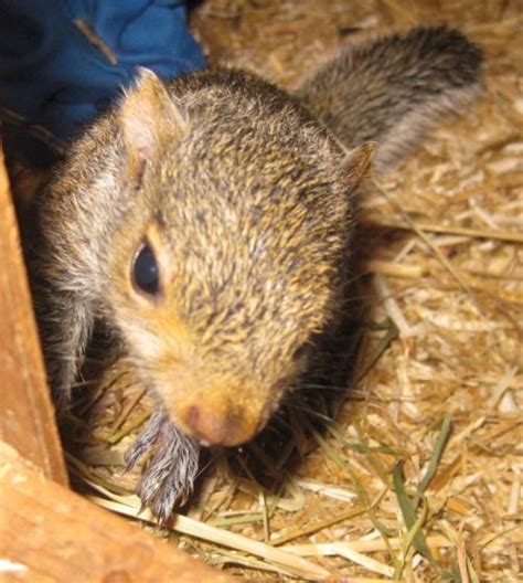 Baby squirrel rescue - Pet Samaritans