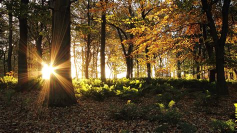 Fonds d ecran 1920x1080 Forêts Automne Rayons de lumière Arbres Soleil