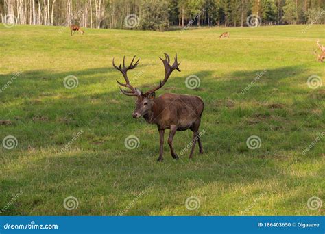 Red Deer Male With Wide Antlers Deer Herd Leader Stock Photo Image