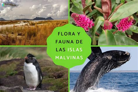 Flora Fauna Y Relieve De Las Islas Malvinas Analizando Su Belleza Natural Teleflor