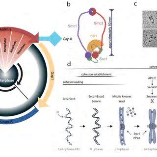 5: Biochemistry of Cohesin. a: Scheme of the cell cycle according to ...