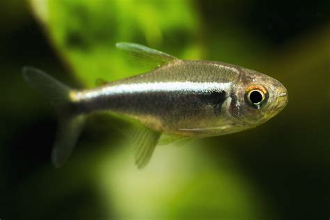 Black Tetra Fish