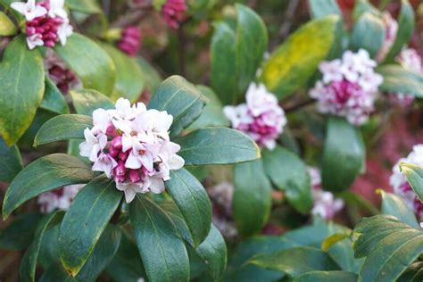 Verdoyez Votre Balcon Cet Hiver Avec Ces Plantes Magnifiques