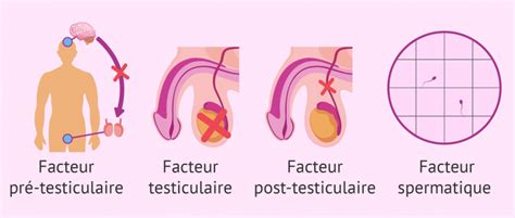 Les Facteurs De La St Rilit Masculine