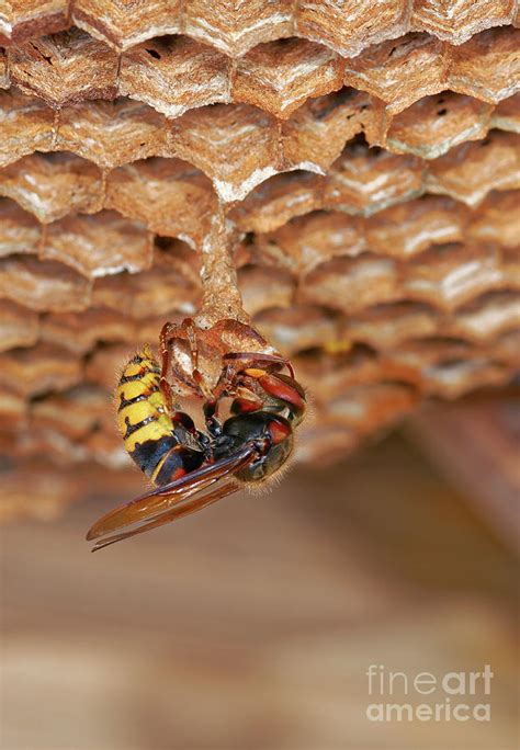 European Hornet Photograph by Heiti Paves/science Photo Library