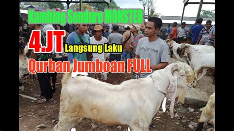 Jt Update Terbaru Harga Kambing Qurban Jumboan Hari Ini Di Pasar