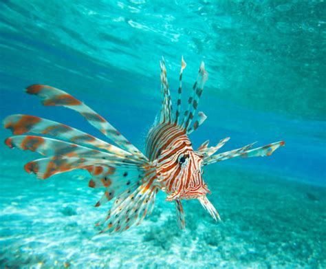 Best Lionfish Stock Photos Pictures And Royalty Free Images Istock