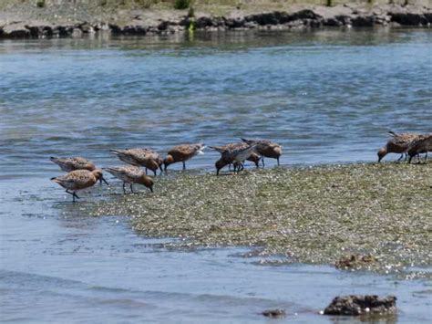 Vanuit Faro Boottocht Met Gids Om Vogels Te Spotten Uur Getyourguide