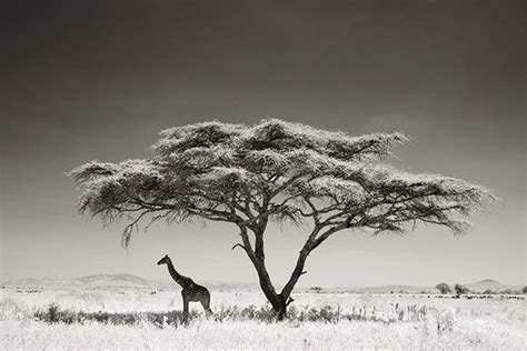 Full Frame The Story Behind The Image Wildlife Photography African