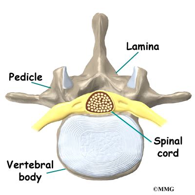 Lumbar Spine Anatomy | Orthogate