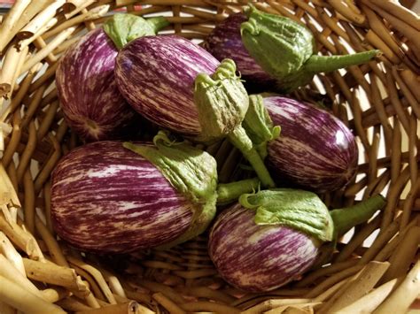 25 Seeds Udumalpet Eggplant Purple With White Stripes Container