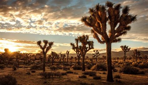 desert trees information names adaptations