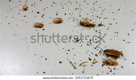 American Cockroach Droppings