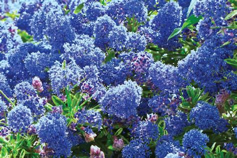 Can California Lilac Grow In Shade And In Pots?