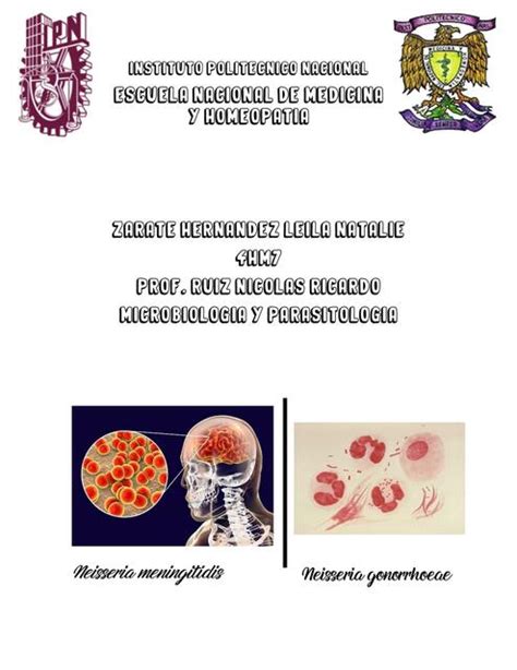 BACTERIAS Cuadro Comparativo Bacillus Staphylococcus Y Streptococcus