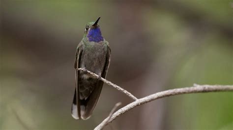 When Do Hummingbirds Leave Colorado: Complete Migration Guide