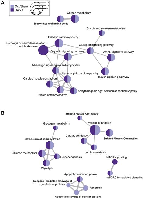 Natural Aging And Ovariectomy Induces Parallel Phosphoproteomic