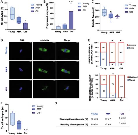 Deciphering Reproductive Aging In Women Using A Nod Scid Mouse Model