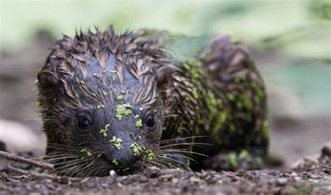 Two North American River Otter Pups - Steve Creek Wildlife Photography