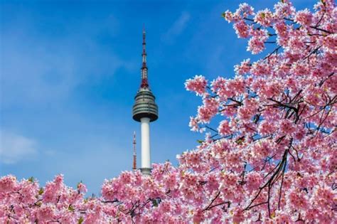 Seoul Cherry Blossom Guide: Everything You Need to Know for Your Trip