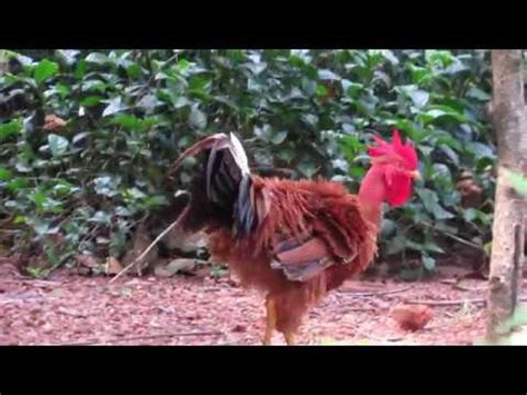 The Big Naked Neck Rooster Youtube