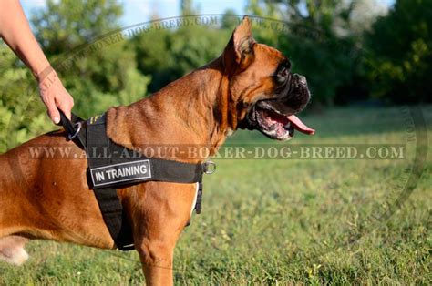 Heavy Duty Nylon Boxer Dog Harness for all-weather conditions [H17##1035 Nylon Harness with ID ...