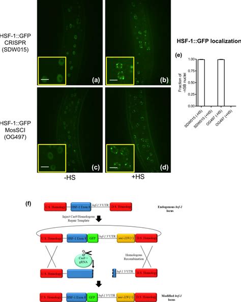 HSF 1 Displays Nuclear Stress Body Formation In Multiple Tissues In