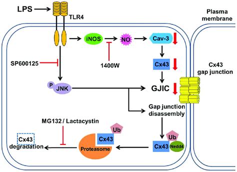 Schematic Illustration Of The Signaling Pathway Involved In The