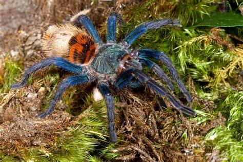 Greenbottle Blue Tarantula (Chromatopelma cyaneopubescens) - Tarantula Friendly