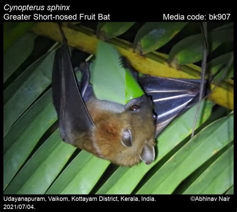 Cynopterus Sphinx Vahl 1797 Greater Short Nosed Fruit Bat Mammals