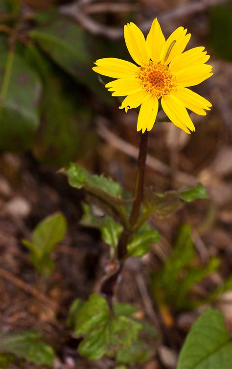 Arnica Cordifolia Sm Heart Leaved Arnica Whiskey Creek Flickr