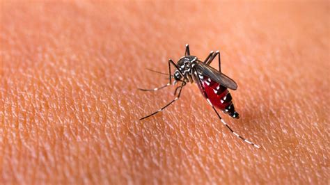 'Super' Disease-Carrying Mosquitoes Detected in Asia