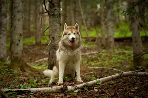 Retrato Del Husky Siberiano Libre Y Hermoso De La Raza Del Perro Que Se