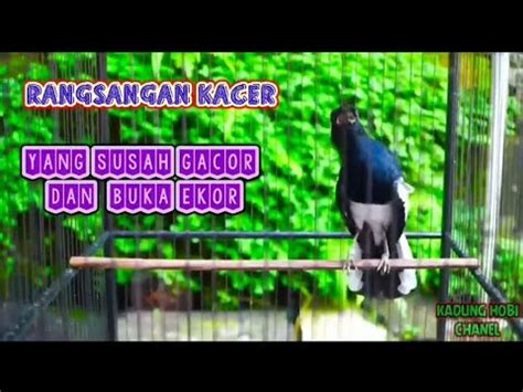 MASTERAN KACER GACOR RANGSANGAN KACER YANG SUSAH GACOR DAN BUKA