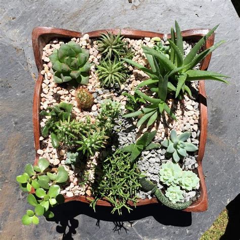 Andres Rios En Instagram Mi Mini Jardin De Suculentas Especies