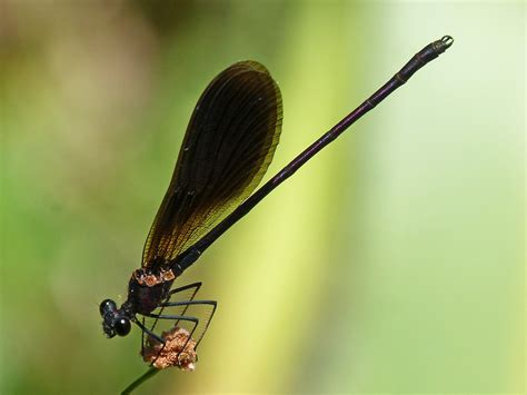 Black Dragonfly Calopteryx · Free photo on Pixabay